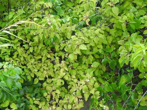 Roughleaf dogwood(Cornus drummondii)