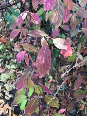 Brown dogwood(Cornus glabrata)