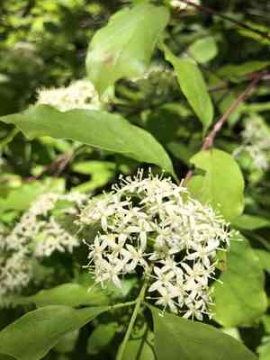 Brown dogwood(Cornus glabrata)