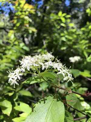Brown dogwood(Cornus glabrata)