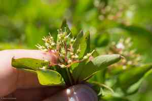 Brown dogwood(Cornus glabrata)