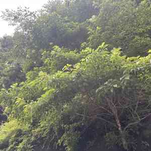 Large-leafed dogwood(Cornus macrophylla)