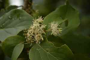 Large-leafed dogwood(Cornus macrophylla)