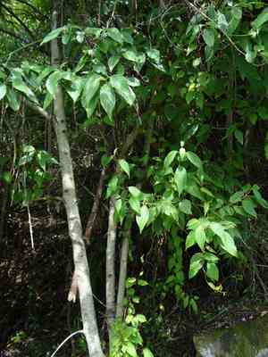 Large-leafed dogwood(Cornus macrophylla)