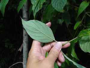 Large-leafed dogwood(Cornus macrophylla)