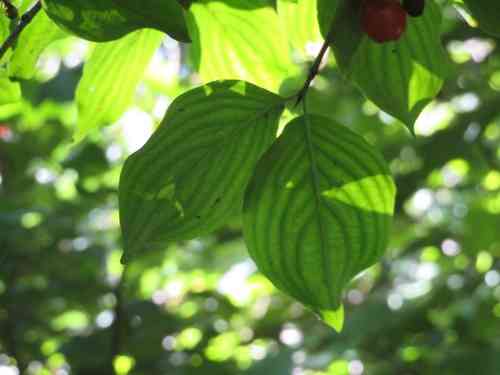Cornelian cherry(Cornus mas)