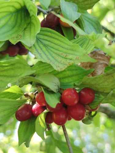 Cornelian cherry(Cornus mas)