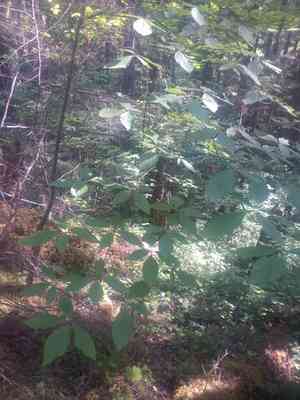 Pacific dogwood(Cornus nuttallii)