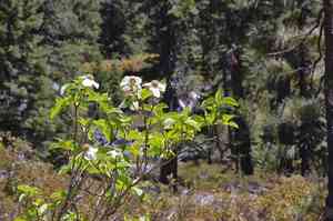 Pacific dogwood(Cornus nuttallii)