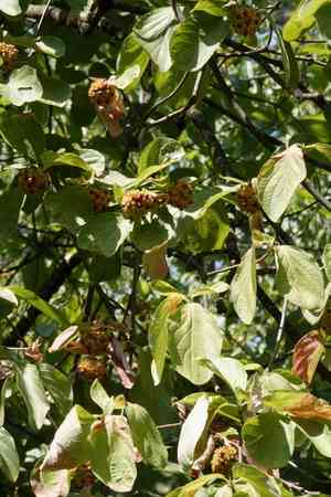 Pacific dogwood(Cornus nuttallii)