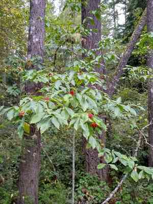 Pacific dogwood(Cornus nuttallii)
