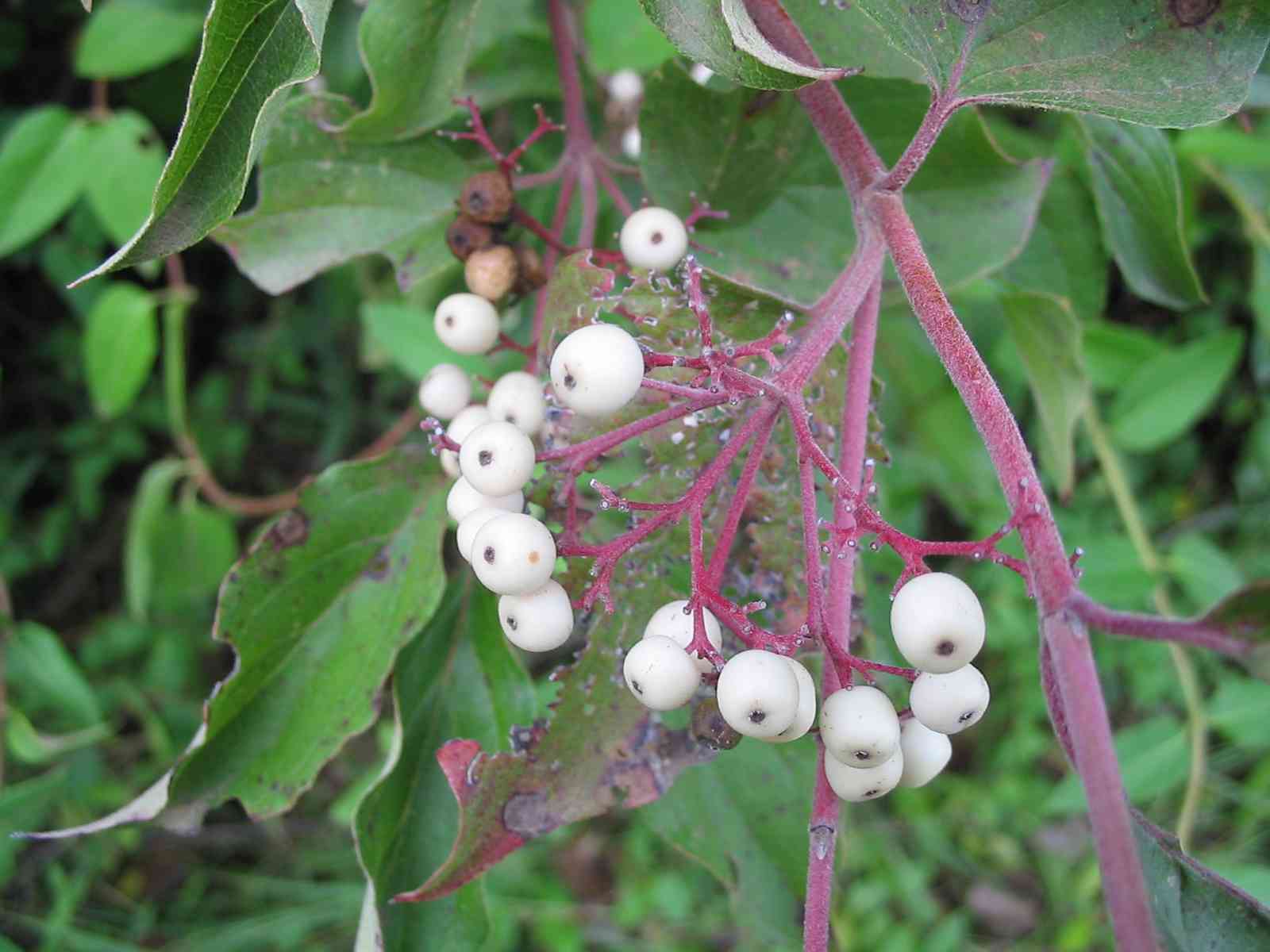 Gray dogwood(Cornus racemosa)