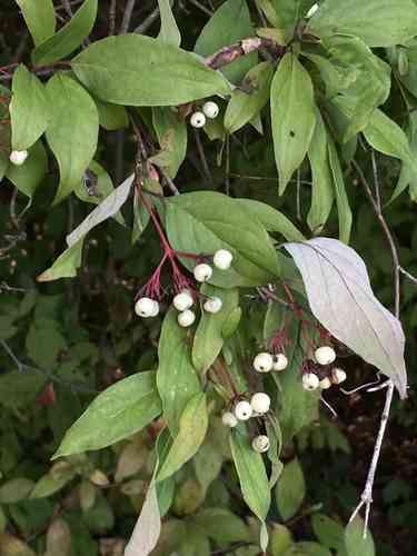 Gray dogwood(Cornus racemosa)