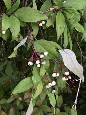 Gray dogwood(Cornus racemosa)