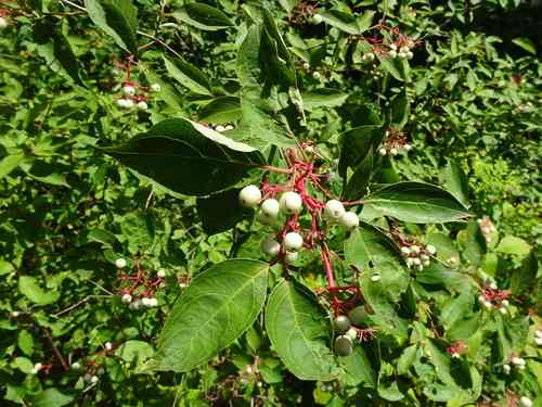 Gray dogwood(Cornus racemosa)