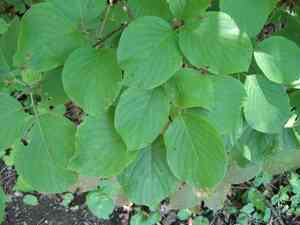 Round-Leaved Dogwood(Cornus rugosa)