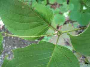 Round-Leaved Dogwood(Cornus rugosa)