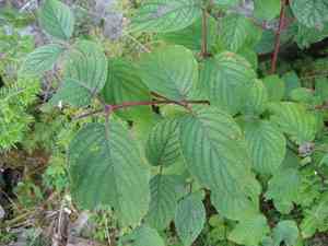 Round-Leaved Dogwood(Cornus rugosa)