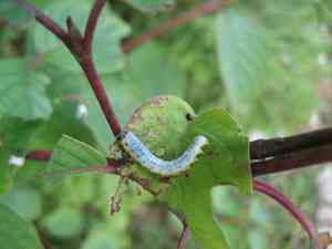 Round-Leaved Dogwood(Cornus rugosa)