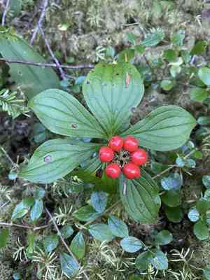 Western cordilleran bunchberry(Cornus unalaschkensis)