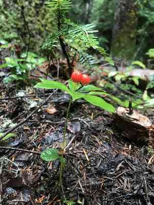 Western cordilleran bunchberry(Cornus unalaschkensis)