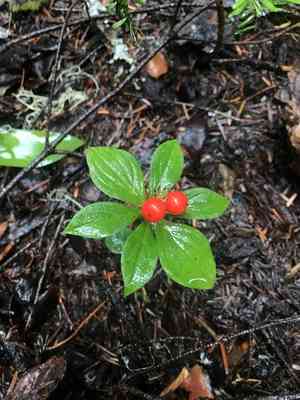 Western cordilleran bunchberry(Cornus unalaschkensis)