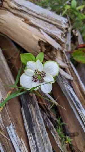 Western cordilleran bunchberry(Cornus unalaschkensis)