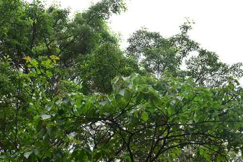 Wilson's dogwood(Cornus wilsoniana)