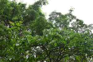 Wilson's dogwood(Cornus wilsoniana)