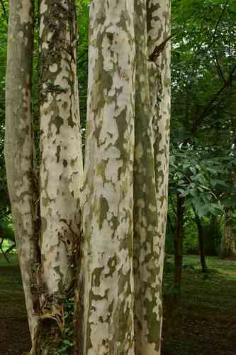 Wilson's dogwood(Cornus wilsoniana)