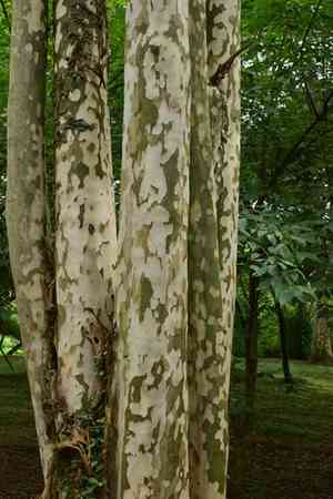 Wilson's dogwood(Cornus wilsoniana)