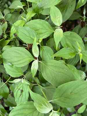 Wilson's dogwood(Cornus wilsoniana)