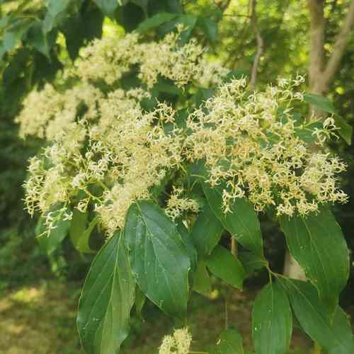 Wilson's dogwood(Cornus wilsoniana)
