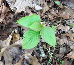 Dogwoods (Cornus)(Cornus)