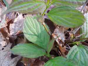 Dogwoods (Cornus)(Cornus)