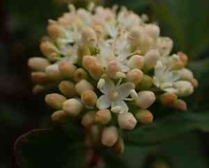 Dogwoods (Cornus)(Cornus)
