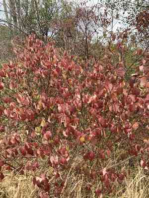 Dogwoods (Cornus)(Cornus)