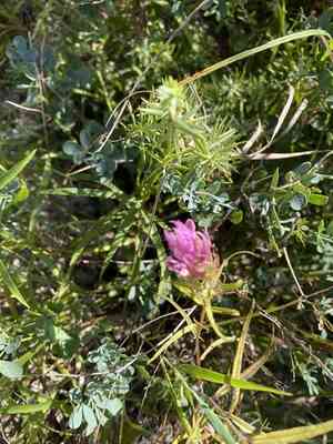 Mountain coronilla(Coronilla coronata)