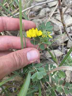 Mountain coronilla(Coronilla coronata)