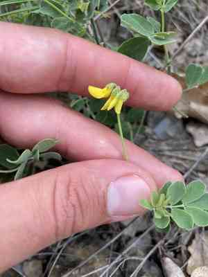 Mountain coronilla(Coronilla coronata)