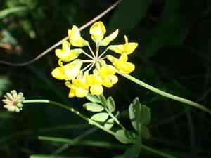 Mountain coronilla(Coronilla coronata)