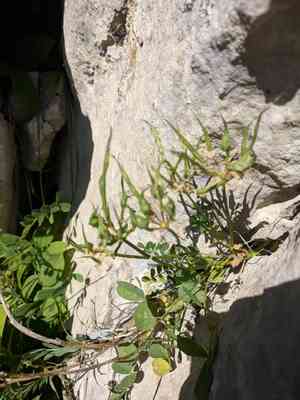 Mountain coronilla(Coronilla coronata)