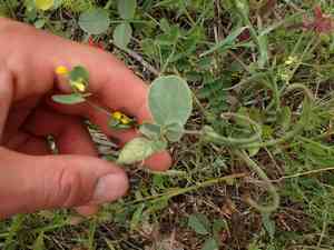 Yellow crown vetch(Coronilla scorpioides)