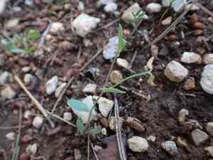 Yellow crown vetch(Coronilla scorpioides)