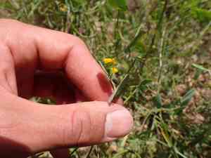 Yellow crown vetch(Coronilla scorpioides)