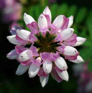 Yellow crown vetch(Coronilla scorpioides)