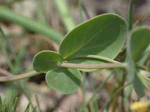 Yellow crown vetch(Coronilla scorpioides)