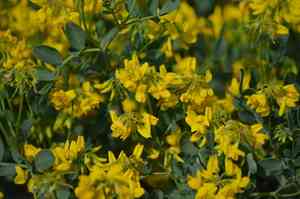 Shrubby crownvetch(Coronilla valentina)