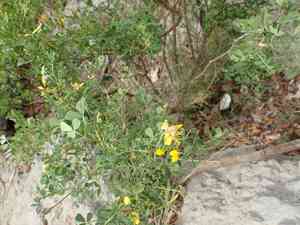 Shrubby crownvetch(Coronilla valentina)