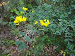Shrubby crownvetch(Coronilla valentina)